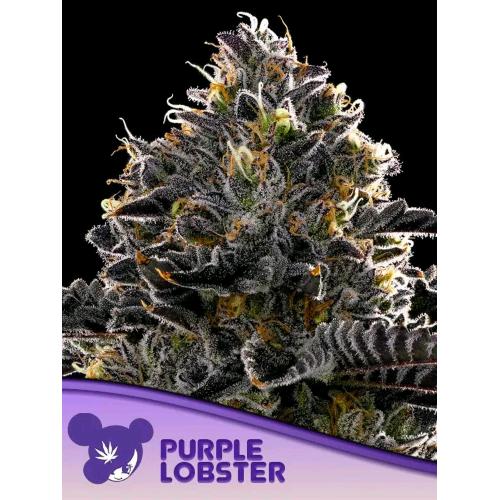 ANESIA SEEDS - PURPLE LOBSTER FEM - 5 SEEDS