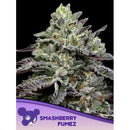 ANESIA SEEDS - SMASHBERRY FUMEZ FEM - 25 SEEDS