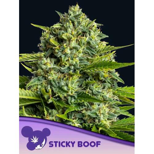 ANESIA SEEDS - STICKY BOOF FEM - 3 SEEDS