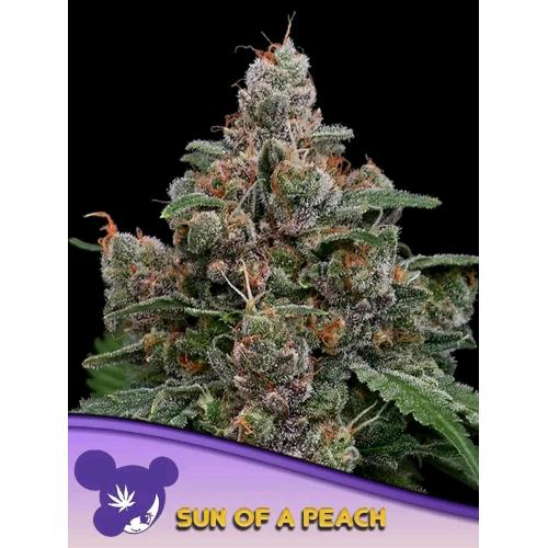 ANESIA SEEDS - SUN OF A PEACH FEM - 3 SEEDS