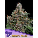 ANESIA SEEDS - SUN OF A PEACH FEM - 10 SEEDS