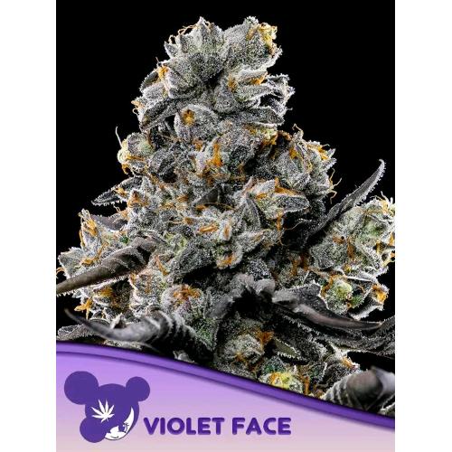 ANESIA SEEDS - VIOLET FACE FEM - 5 SEEDS