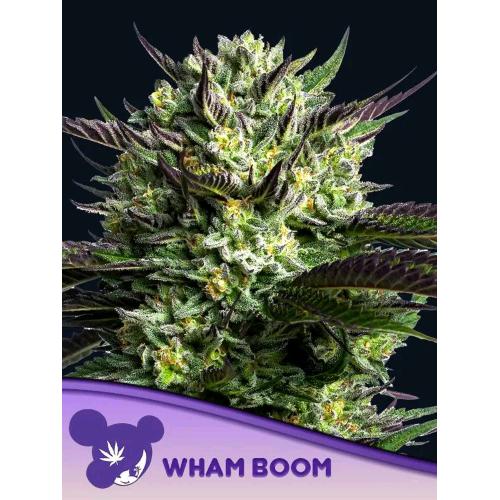 ANESIA SEEDS - WHAM BOOM FEM - 5 SEEDS