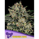 ANESIA SEEDS - BANANA MAC FEM - 5 SEEDS