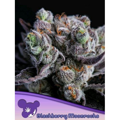 ANESIA SEEDS - BLACKBERRY MOONROCKS FEM - 3 SEEDS
