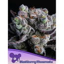 ANESIA SEEDS - BLACKBERRY MOONROCKS - 25 SEEDS
