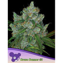 ANESIA SEEDS - BRUCE BANNER