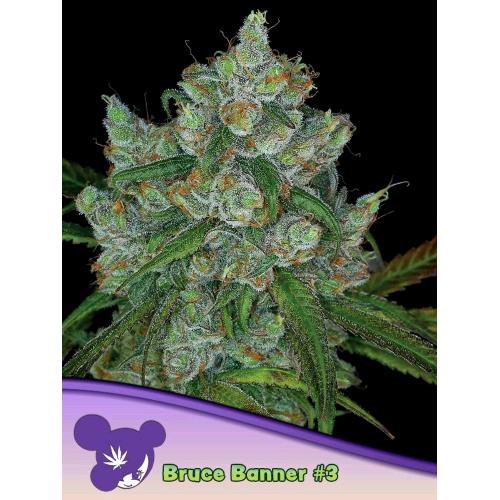 ANESIA SEEDS - BRUCE BANNER