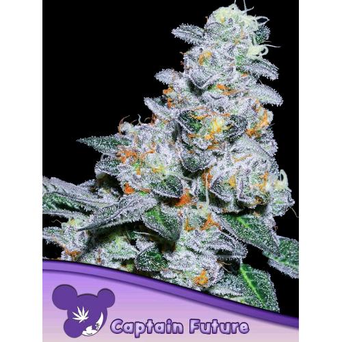 ANESIA SEEDS - CAPTAIN FUTURE FEM  - 3 SEEDS