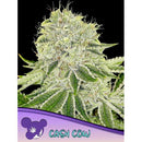 ANESIA SEEDS - CASH COW FEM  - 3 SEEDS