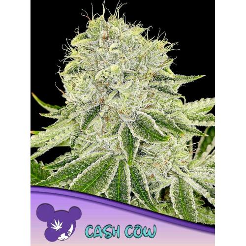 ANESIA SEEDS - CASH COW FEM  - 3 SEEDS