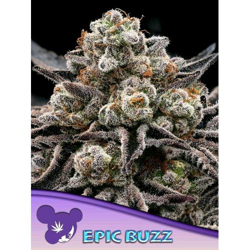 ANESIA SEEDS - EPIC BUZZ FEM - 3 SEEDS