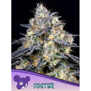 ANESIA SEEDS - FOSTER FEM - 5 SEEDS