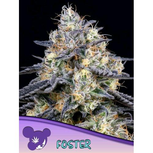 ANESIA SEEDS - FOSTER FEM - 5 SEEDS