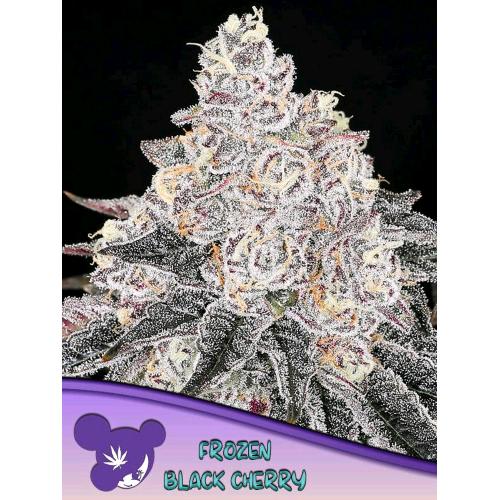 ANESIA SEEDS - FROZEN BLACK CHERRY FEM - 5 SEEDS