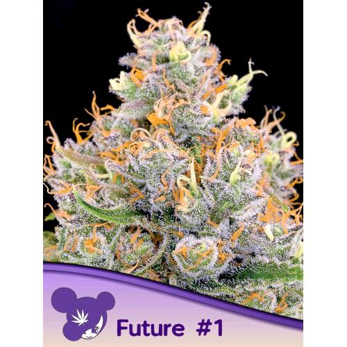 ANESIA SEEDS - FUTURE #1 FEM - 5 SEEDS