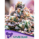 ANESIA SEEDS -  FUTURE ISLAND FEM - 25 SEEDS