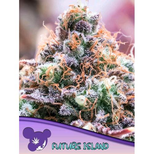 ANESIA SEEDS -  FUTURE ISLAND FEM - 10 SEEDS