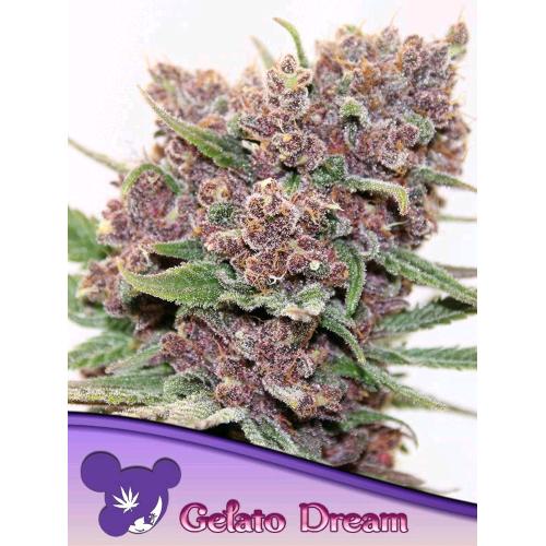 ANESIA SEEDS -  GELATO DREAM - 5 SEEDS
