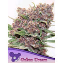 ANESIA SEEDS -  GELATO DREAM - 25 SEEDS