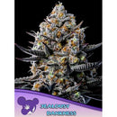 ANESIA SEEDS -  JEALOUSY DANKNESS FEM - 3 SEEDS