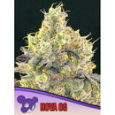 ANESIA SEEDS -  NOVA OG FEM - 3 SEEDS