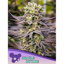ANESIA SEEDS -  ORACLE OCTANE FEM - 5 SEEDS
