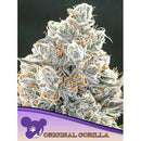 ANESIA SEEDS -  ORIGINAL GORILLA FEM - 3 SEEDS
