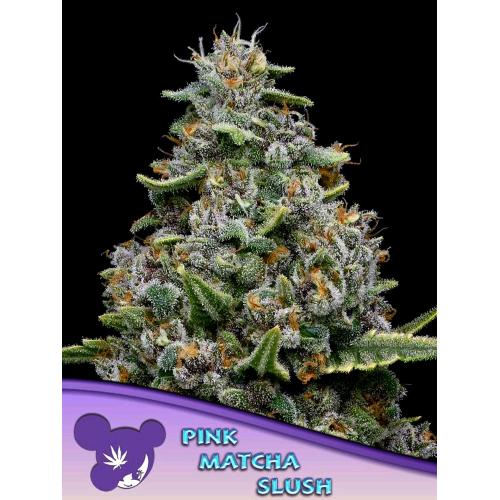 ANESIA SEEDS - PINK MATCHA SLUSH FEM - 5 SEEDS