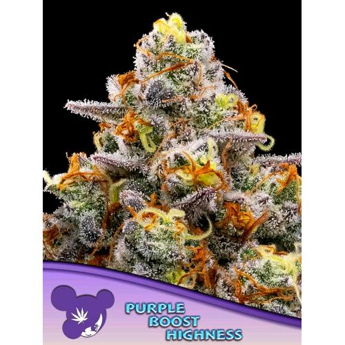 ANESIA SEEDS - PURPLE BOOST HIGHNESS FEM - 5 SEEDS