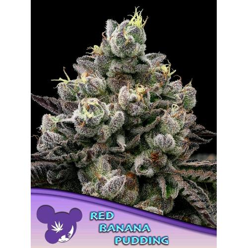 ANESIA SEEDS - RED BANANA PUDDING FEM - 5 SEEDS