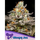 ANESIA SEEDS - SLEEPY JOE - 5 SEEDS