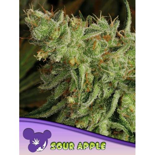 ANESIA SEEDS - SOUR APPLE FEM - 3 SEEDS