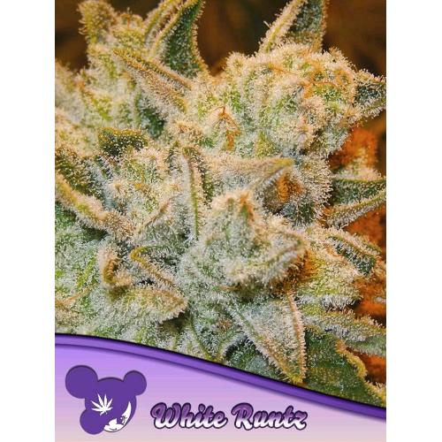 ANESIA SEEDS - WHITE RUNTZ FEM - 5 SEEDS