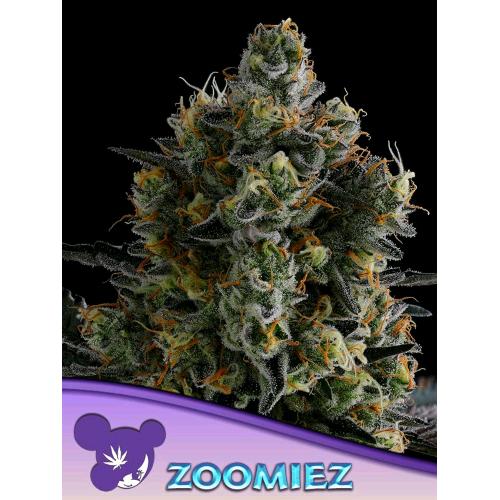 ANESIA SEEDS - ZOOMIEZ FEM - 3 SEEDS