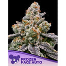 ANESIA SEEDS - FROZEN FACE AUTO - 5 SEEDS