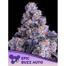 ANESIA SEEDS - EPIC BUZZ AUTO - 5 SEEDS