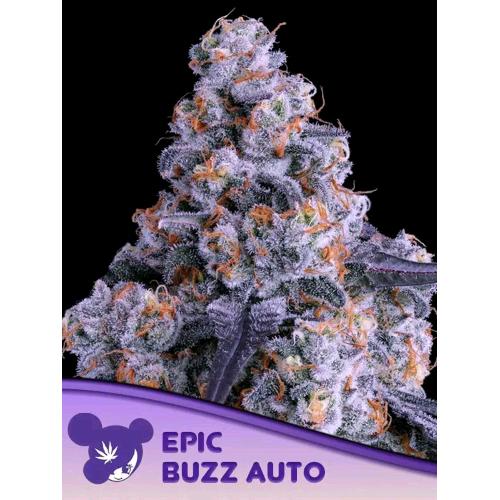 ANESIA SEEDS - EPIC BUZZ AUTO - 3 SEEDS