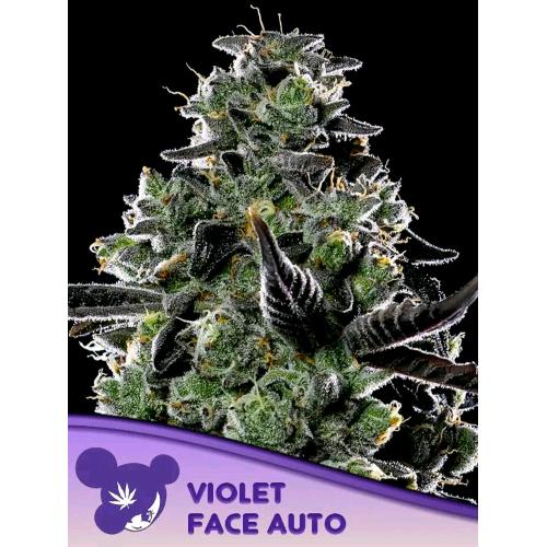ANESIA SEEDS - VIOLET FACE AUTO - 3 SEEDS
