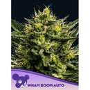 ANESIA SEEDS - WHAM BOOM AUTO - 10 SEEDS
