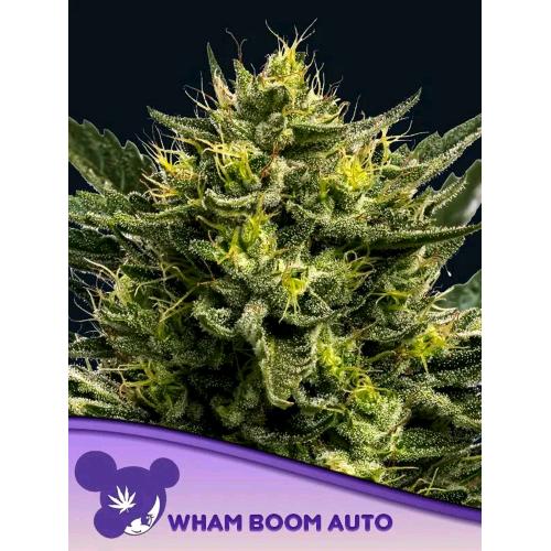 ANESIA SEEDS - WHAM BOOM AUTO - 3 SEEDS