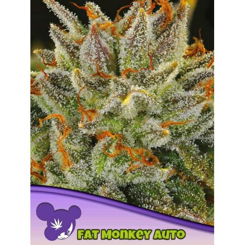 ANESIA SEEDS - FAT MONKEY AUTO - 25 SEEDS
