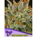 ANESIA SEEDS - FAT MONKEY AUTO - 5 SEEDS
