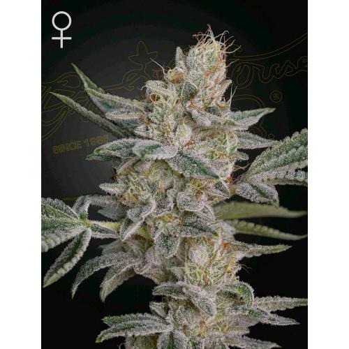 GREEN HOUSE - SUPER LEMON HAZE X RS11 - 5 SEEDS