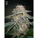 GREEN HOUSE - SUPER LEMON HAZE X GMO - 5 SEEDS