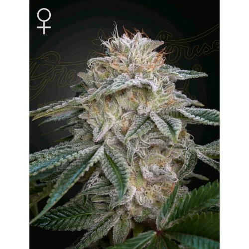 GREEN HOUSE - SUPER LEMON HAZE X GMO - 3 SEEDS