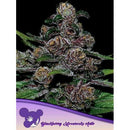 ANESIA SEEDS -  AUTO BLACKBERRY MOONROCKS  - 3 SEEDS