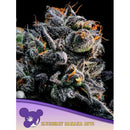 ANESIA SEEDS -  AUTO  BLUEBERRY BANANA  - 3 SEEDS
