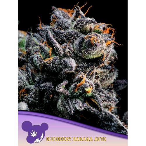 ANESIA SEEDS - AUTO  BLUEBERRY BANANA - 25 SEEDS
