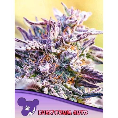 ANESIA SEEDS - AUTO BUBBLEGUM - 3 SEEDS